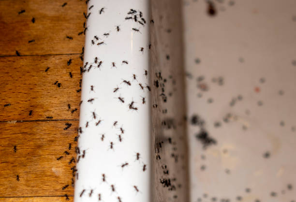 Reliable Bedford, IN Pest Control Solutions